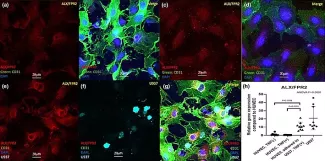 ALX/FPR2 expression in cultured HUVEC